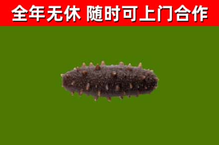 武平县烟酒回收干海参.jpg